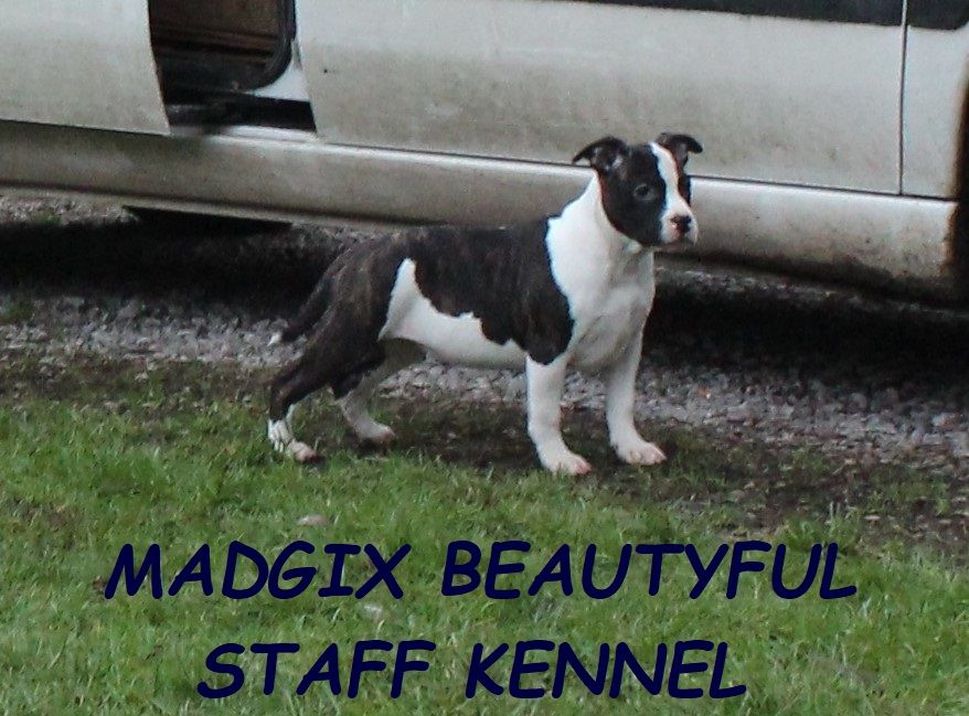 chiot American Staffordshire Terrier Madgix beautyful staff