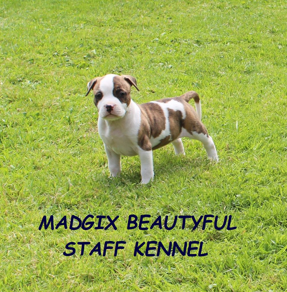 chiot American Staffordshire Terrier Madgix beautyful staff