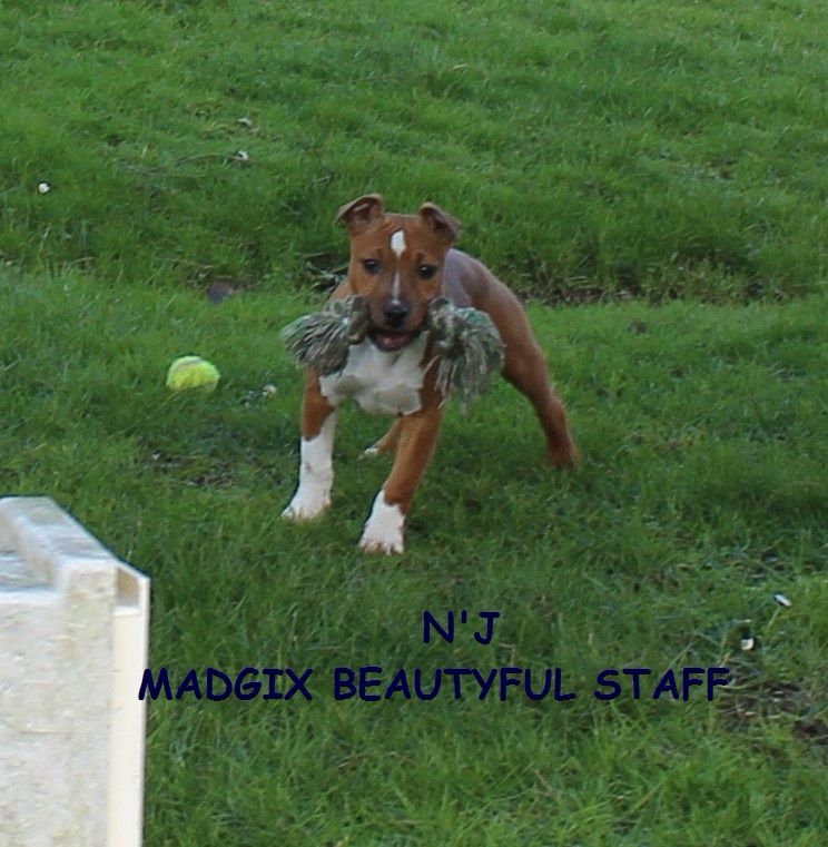 Madgix beautyful staff - American Staffordshire Terrier - Portée née le 06/10/2017