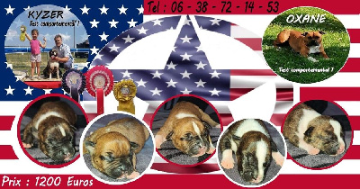 Madgix beautyful staff - American Staffordshire Terrier - Portée née le 06/08/2022