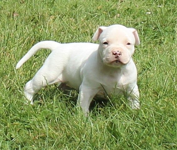 Madgix beautyful staff - American Staffordshire Terrier - Portée née le 20/06/2019
