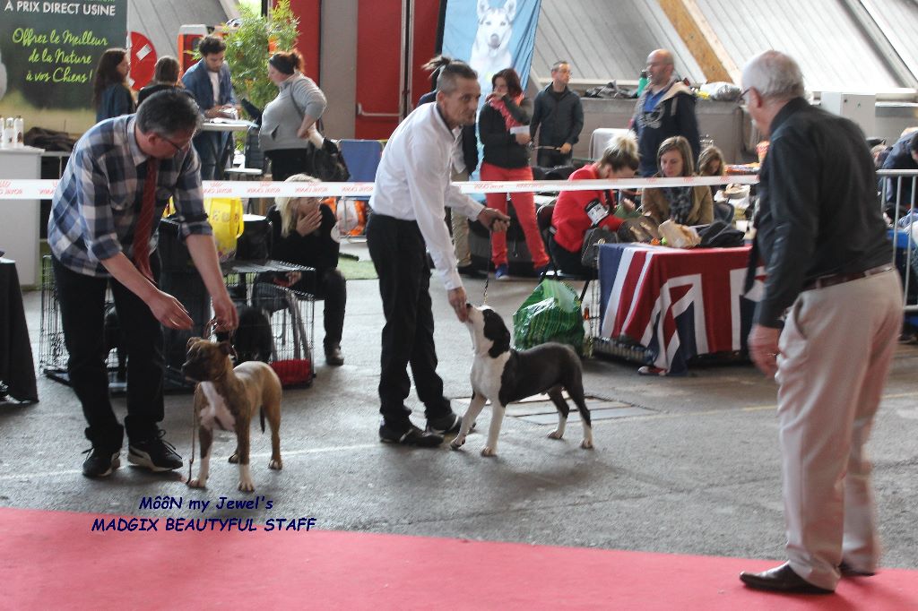 Exposition internationale CACIB d'Amiens du 30 04.17