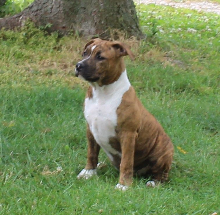 Chiot American Staffordshire Terrier Madgix beautyful staff